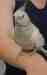 Cockatiel