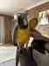 Macaw