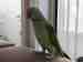 Alexandrine
