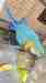 Macaw