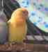 Lovebird