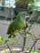 Conure