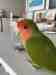 Lovebird