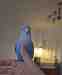 Lovebird