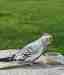Cockatiel