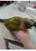 Conure