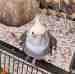 Cockatiel