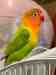 Lovebird