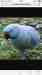 Indian Ringneck Parakeet