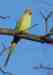 Indian Ringneck Parakeet