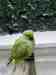 Indian Ringneck Parakeet