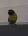 Lovebird