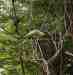 Indian Ringneck Parakeet