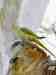 Alexandrine