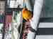 Conure