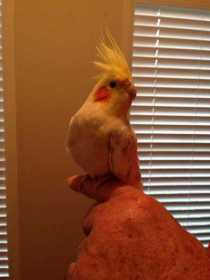 Found Cockatiel