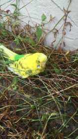 Found Budgerigar