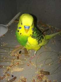 Found Budgerigar