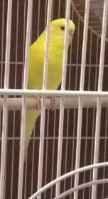 Found Parakeet