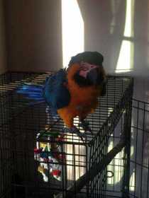 Found Macaw