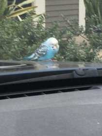 Found Parakeet