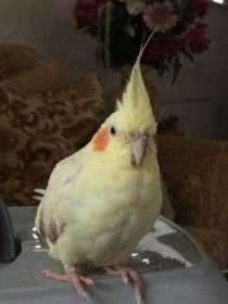 Found Cockatiel