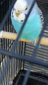 Found Budgerigar