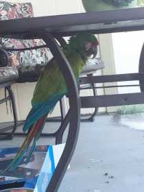 Found Macaw