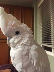 Found Cockatoo