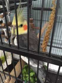 Found Cockatiel
