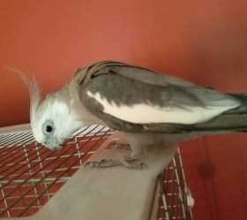 Found Cockatiel