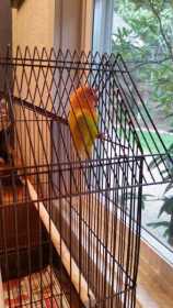 Found Lovebird