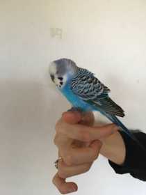 Found Budgerigar