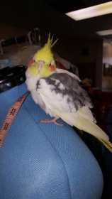 Found Cockatiel