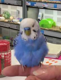 Found Budgerigar