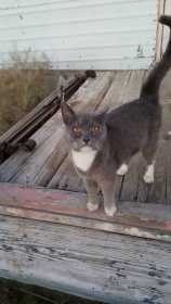Found Cat