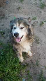 Found Dog
