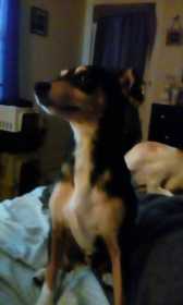 Found Dog