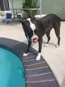 Found Dog