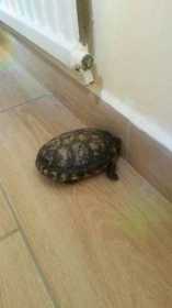 Found Tortoise