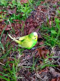 Found Budgerigar