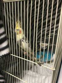 Found Cockatiel