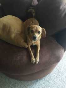 Found Dog