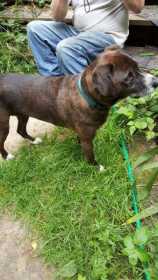 Found Dog