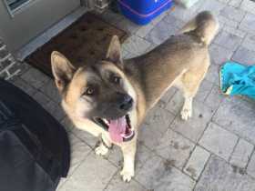 Found Dog