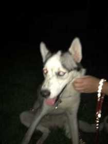 Found Dog