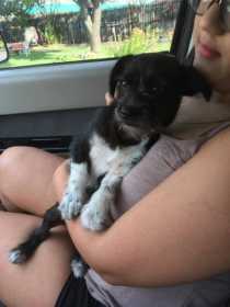 Found Dog