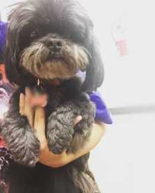 Found Dog