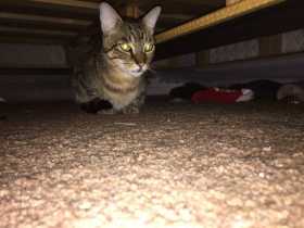 Found Cat