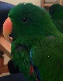 Found Eclectus